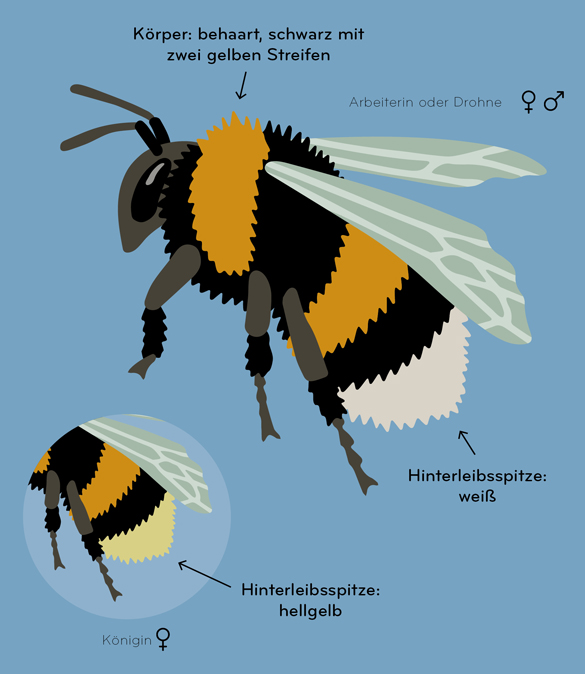Insektorama (DE) Image 5