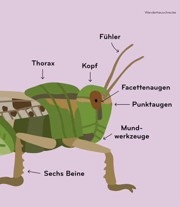 Insektorama (DE) Image 2