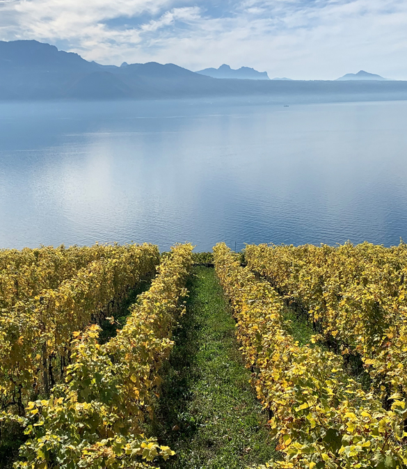 Wine hiking Switzerland Image 2