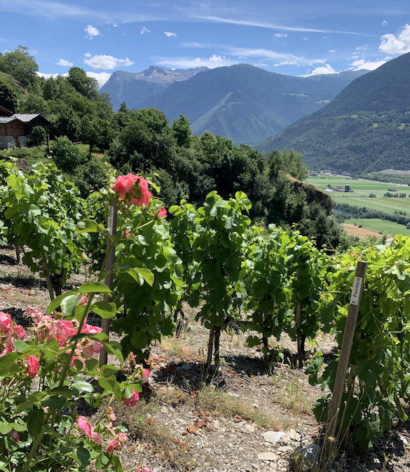 Wine hiking Switzerland Image 5
